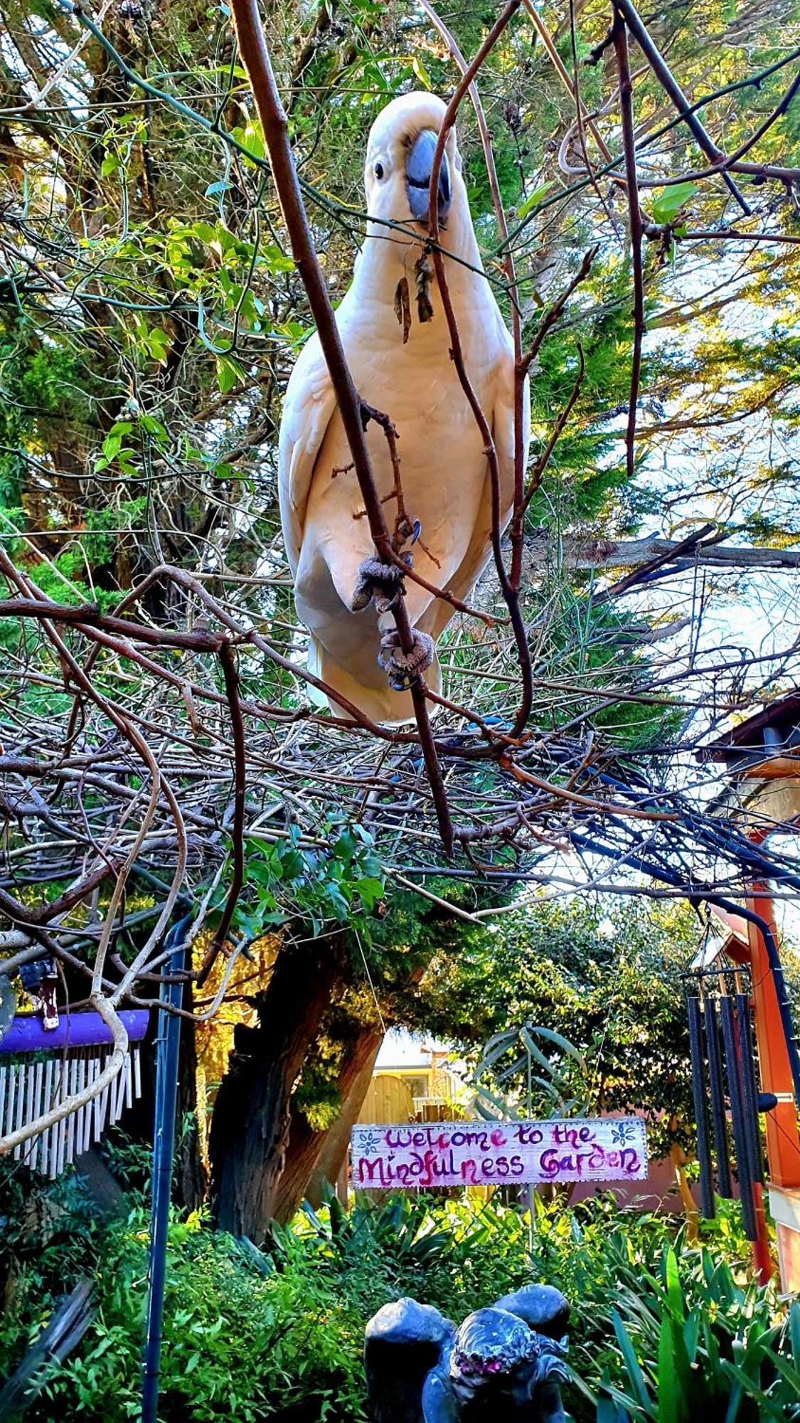Bowral Road Art Gallery Bed And Breakfast Mittagong Exteriör bild
