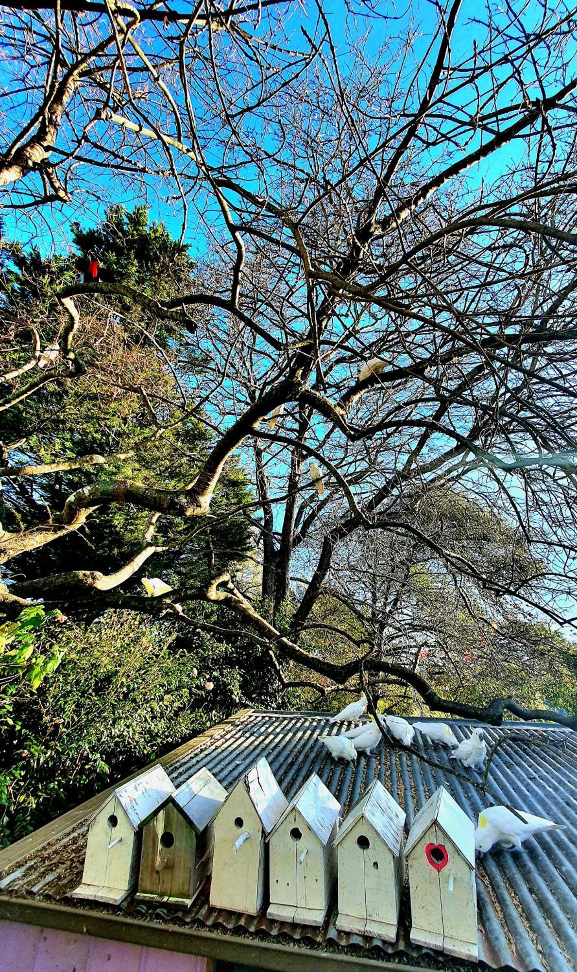 Bowral Road Art Gallery Bed And Breakfast Mittagong Exteriör bild
