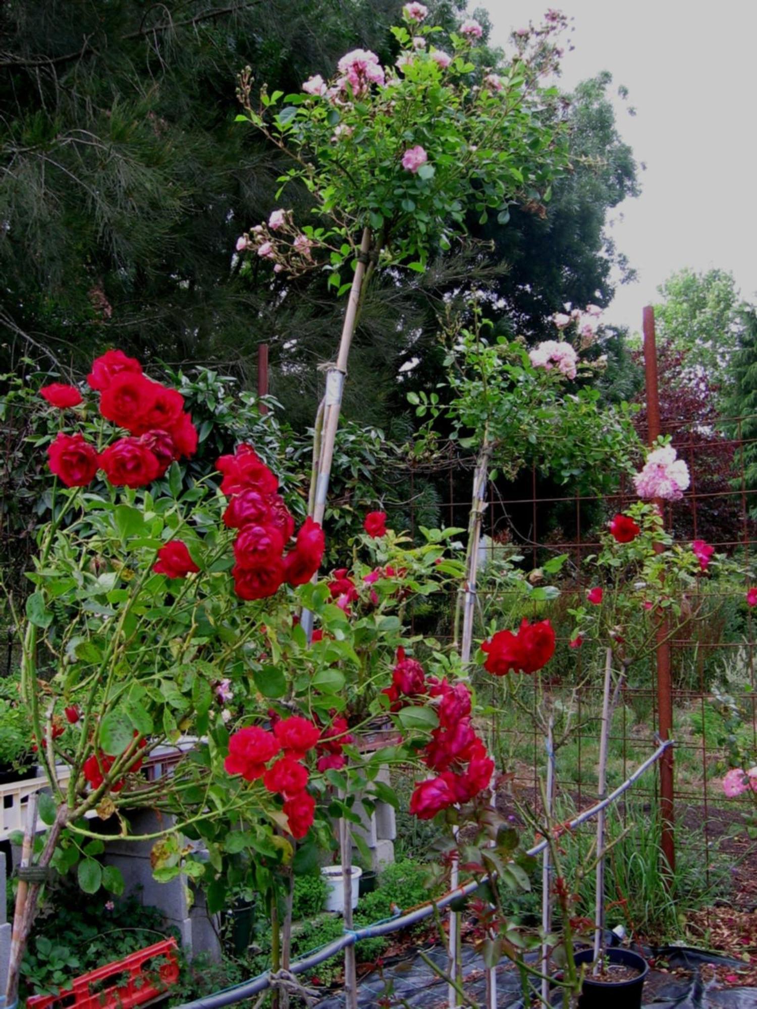 Bowral Road Art Gallery Bed And Breakfast Mittagong Exteriör bild