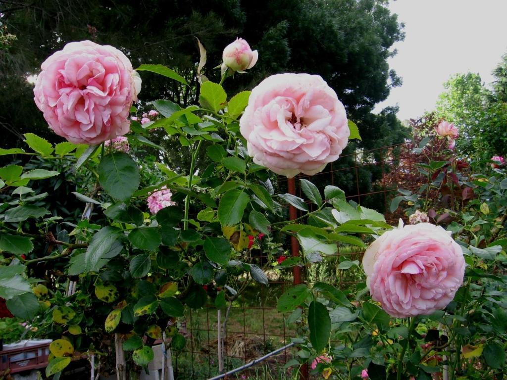 Bowral Road Art Gallery Bed And Breakfast Mittagong Exteriör bild